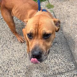 Shelter Stray Female Dog last seen , Animal Care & Control Team of Philly, 111 W Hunting Park Ave, Philadelphia, PA 19140, USA
