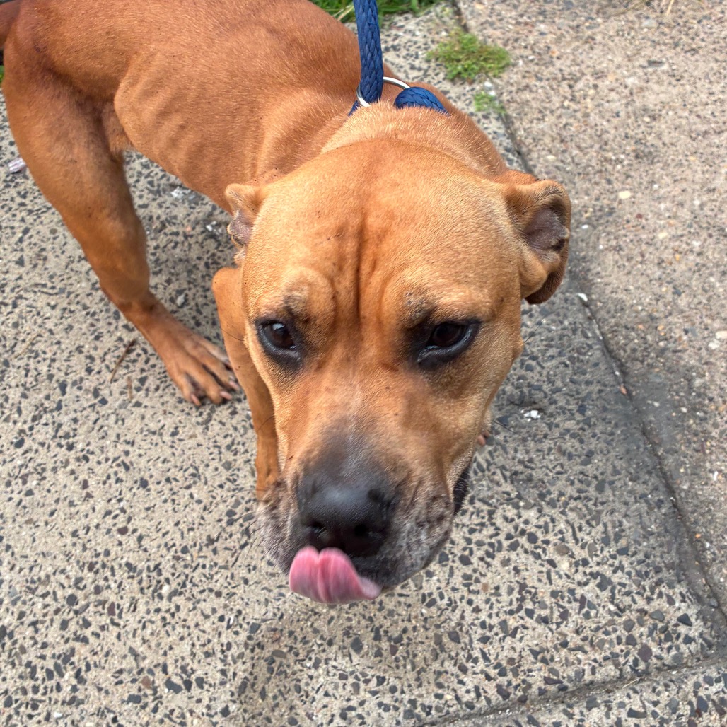 Shelter Stray Female Dog last seen , Animal Care & Control Team of Philly, 111 W Hunting Park Ave, Philadelphia, PA 19140, USA
