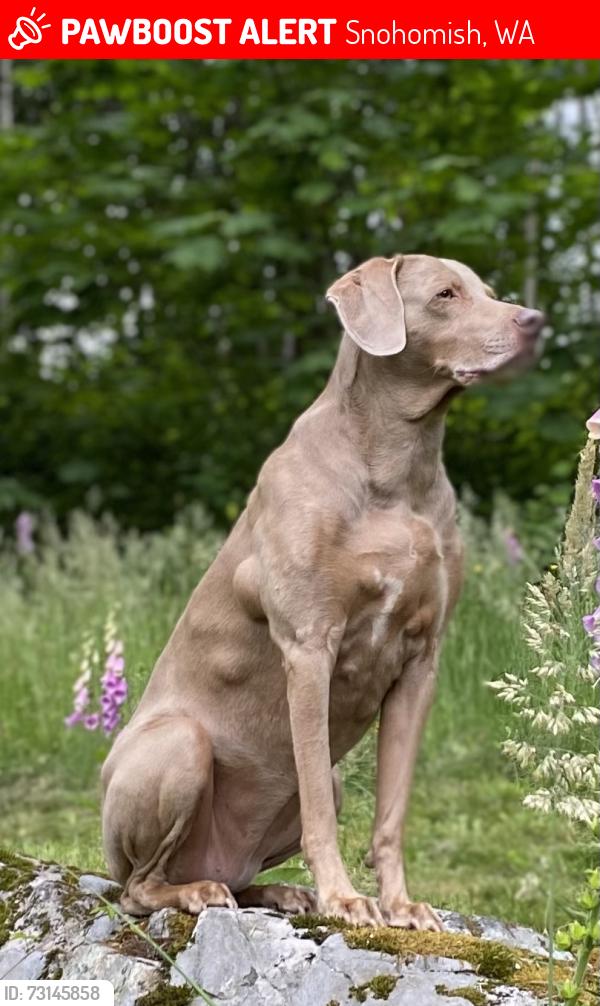 Lost Female Dog last seen Near ave se and westwick, Snohomish, WA 98290
