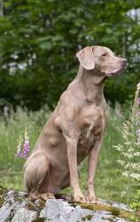 Lost Female Dog last seen Near ave se and westwick, Snohomish, WA 98290