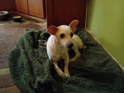 Reunited Female Dog last seen Woodbury Dr, Gonzalez, FL 32533
