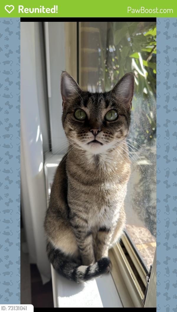 Reunited Female Cat last seen Roland Road, Gidgegannup, WA 6083