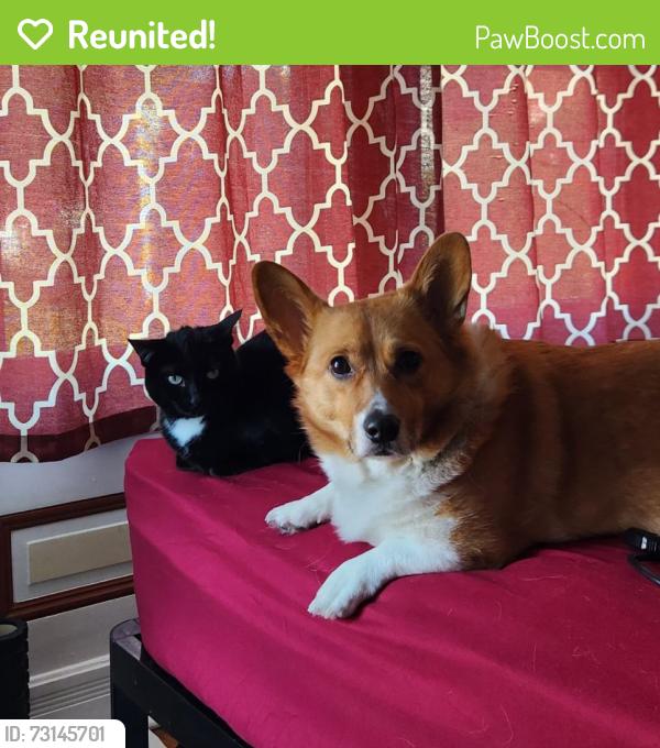 Reunited Female Dog last seen Oregon and Juniata, St. Louis, MO 63118