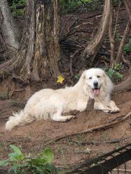 Reunited Male Dog last seen Bob Thompson Road/Montvale, Maryville, TN 37803