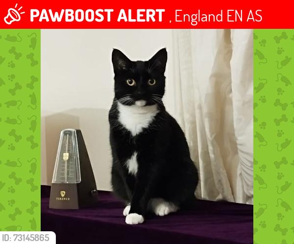 Lost Female Cat last seen Lee Valley Caravan Park Dobbs weir, , England EN11 0AS