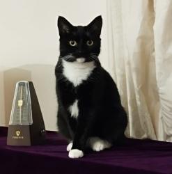 Lost Female Cat last seen Lee Valley Caravan Park Dobbs weir, , England EN11 0AS