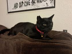 Lost Male Cat last seen Grants dr and Springer, Rio Rancho, NM 87144