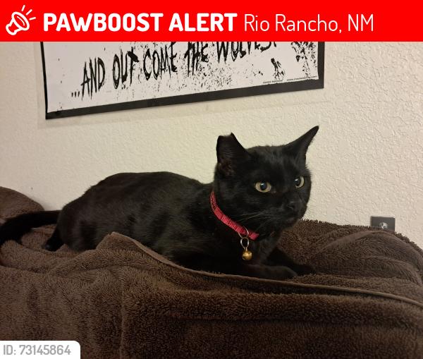 Lost Male Cat last seen Grants dr and Springer, Rio Rancho, NM 87144