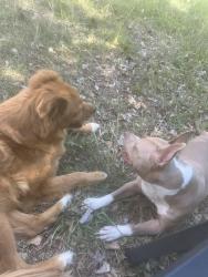 Lost Female Dog last seen Adella st, Columbia, SC 29210