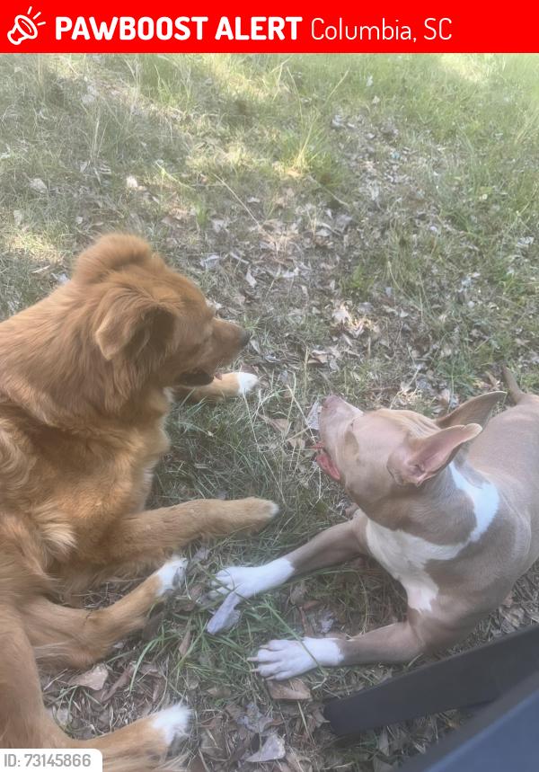Lost Female Dog last seen Adella st, Columbia, SC 29210