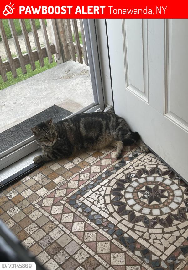 Lost Male Cat last seen Schuler ave, Tonawanda, NY 14150