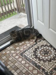 Lost Male Cat last seen Schuler ave, Tonawanda, NY 14150