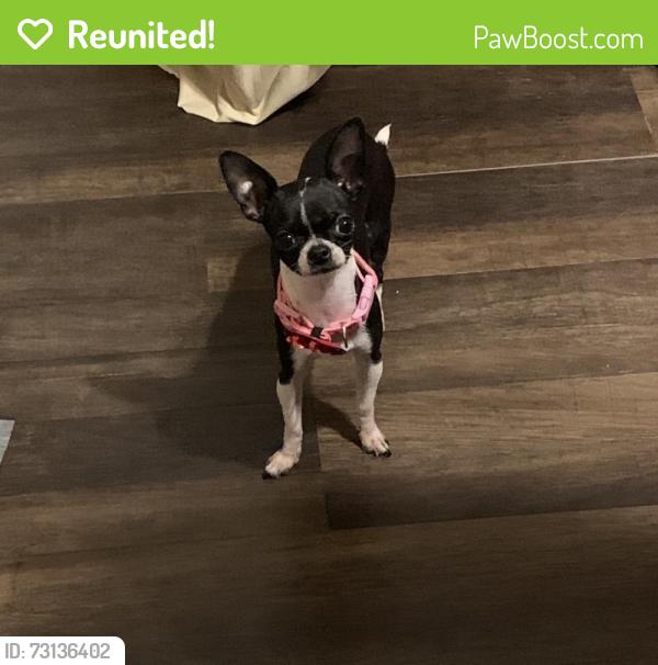 Reunited Female Dog last seen Francisco and 36th, Chicago, IL 60632