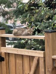 Found/Stray Unknown Cat last seen Upper wentworth and Rymal, Hamilton, ON L9B 2L1