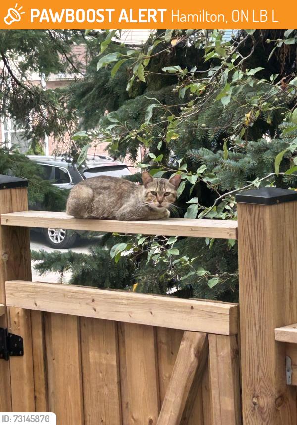 Found/Stray Unknown Cat last seen Upper wentworth and Rymal, Hamilton, ON L9B 2L1