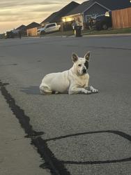 Found/Stray Female Dog last seen Kirby Lake, Abilene, TX 79602