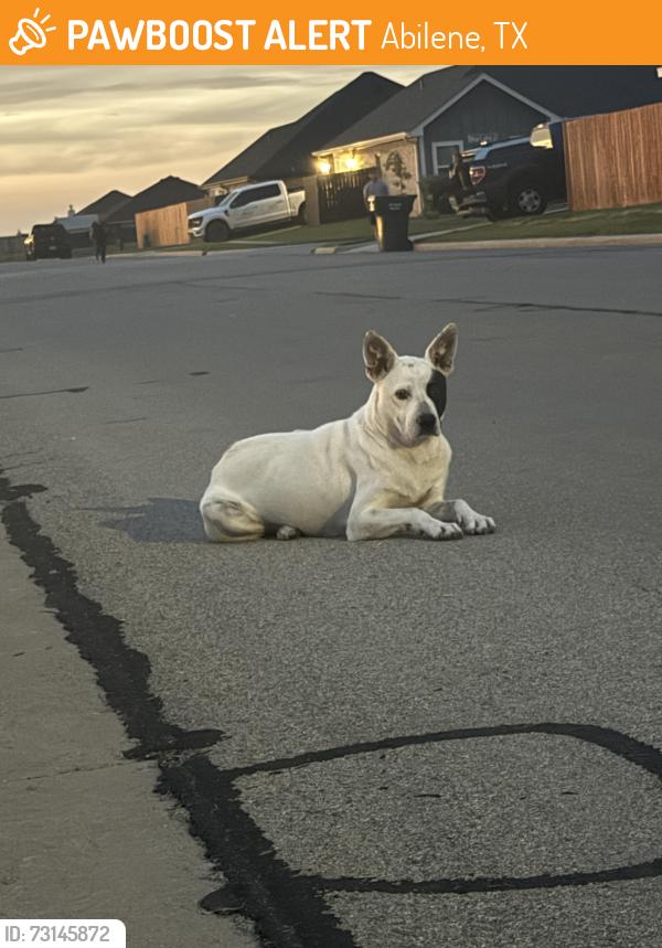 Found/Stray Female Dog last seen Kirby Lake, Abilene, TX 79602