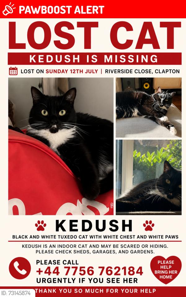 Lost Female Cat last seen Princess of Wales pub, Clapton, Greater London, England E5 9SP