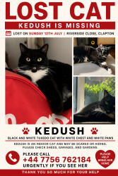 Lost Female Cat last seen Princess of Wales pub, Clapton, Greater London, England E5 9SP