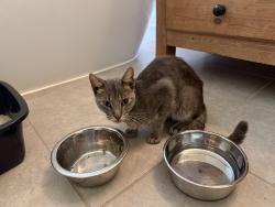 Found/Stray Male Cat last seen Domineco Ln & South Fry Road, Harris County, TX 77450