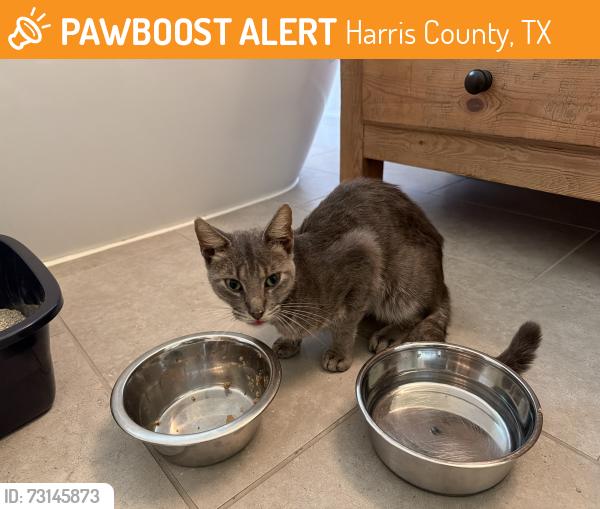 Found/Stray Male Cat last seen Domineco Ln & South Fry Road, Harris County, TX 77450