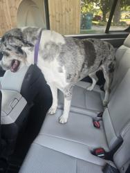 Reunited Unknown Dog last seen 10TH & N COUNCIL, OKC, Oklahoma City, OK 73127