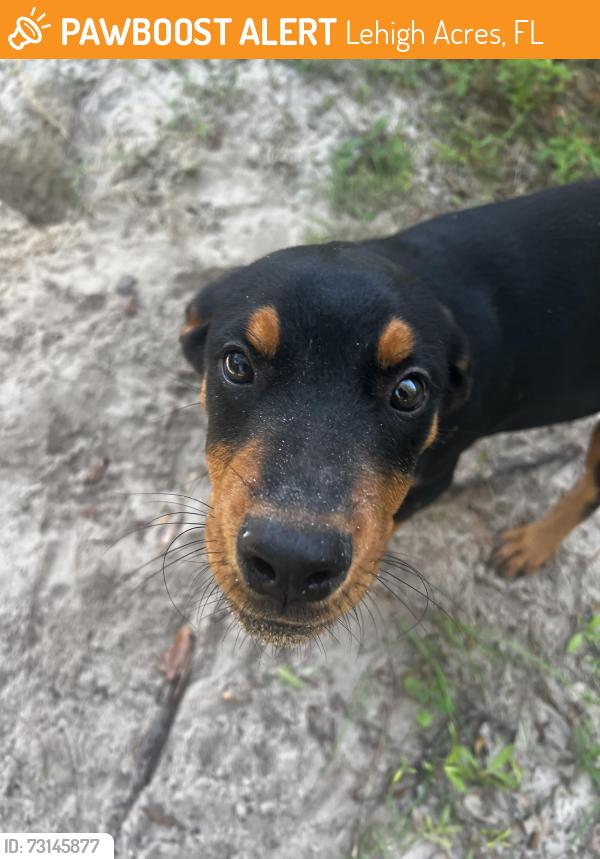 Found/Stray Male Dog last seen Prospect Avenue and W. 6th St., Lehigh Acres, FL 33972