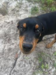 Found/Stray Male Dog last seen Prospect Avenue and W. 6th St., Lehigh Acres, FL 33972