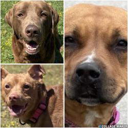 Lost Female Dog last seen VA beach Blvd, Virginia Beach, VA 23451