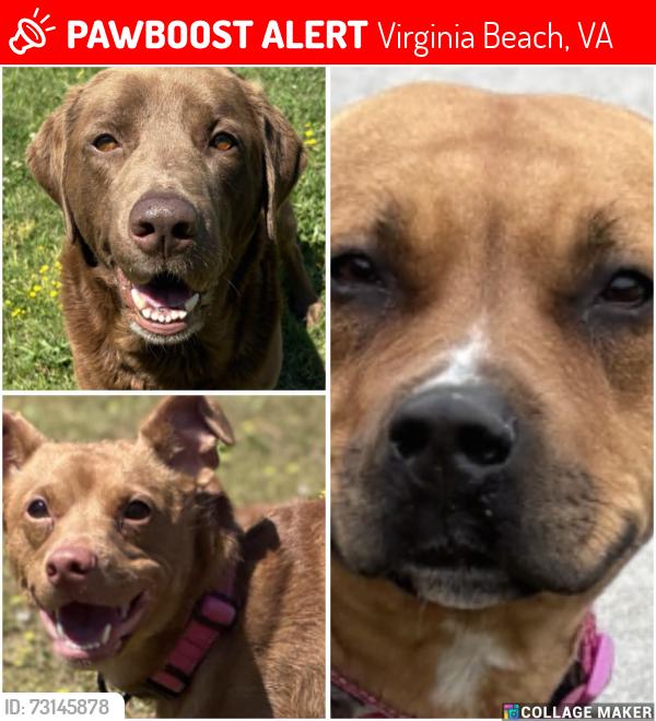 Lost Female Dog last seen VA beach Blvd, Virginia Beach, VA 23451