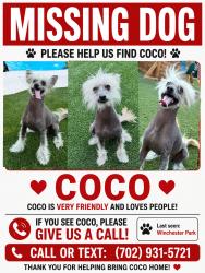 Lost Male Dog last seen Winchester Dondero Park, McLeod Dr/ Desert Inn/ Vegas Valley, Paradise, NV 89120