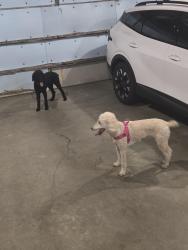 Reunited Female Dog last seen Bitterroot, Sioux Falls, SD 57108