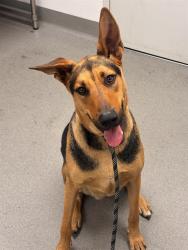 Shelter Stray Male Dog last seen SANCHEZ X 16TH, 1419 Bryant St, San Francisco, CA 94103, USA