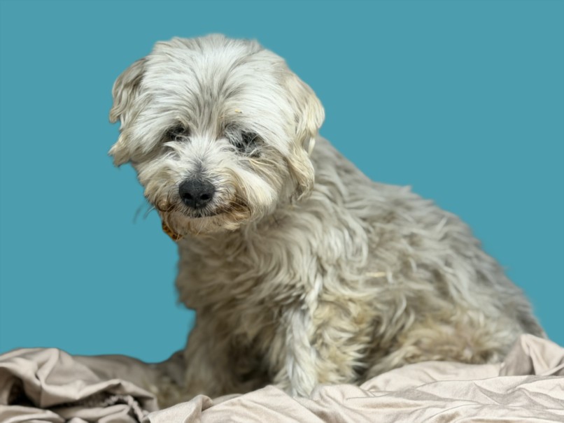 Shelter Stray Male Dog last seen , 3201 Lacy St, Los Angeles, CA 90031, USA