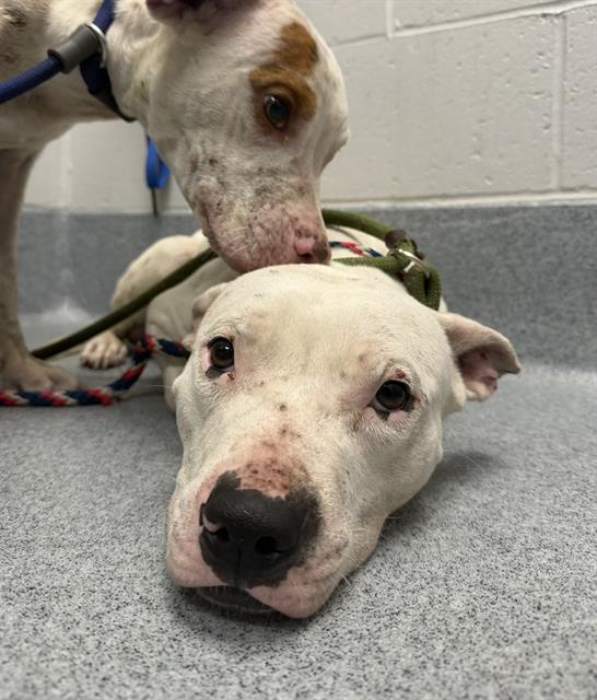 Shelter Stray Male Dog last seen Near, 2600 S Harding St, Indianapolis, IN 46221, USA