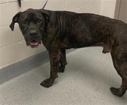 Shelter Stray Male Dog last seen Near, 2600 S Harding St, Indianapolis, IN 46221, USA