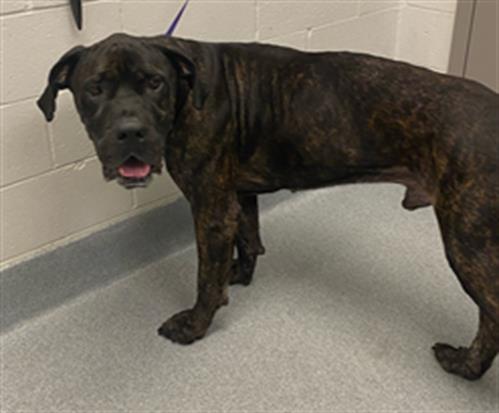 Shelter Stray Male Dog last seen Near, 2600 S Harding St, Indianapolis, IN 46221, USA