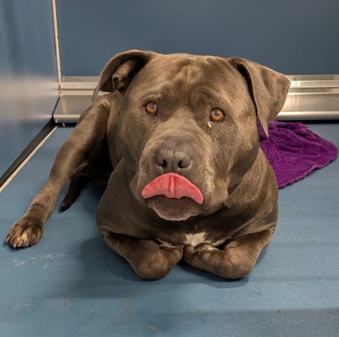 Shelter Stray Male Dog last seen Near BLOCK BRYDEN ST, DETROIT, MI 48204, 7401 Chrysler Dr, Detroit, MI 48211, USA