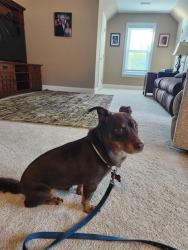 Shelter Stray Female Dog last seen CHARLOTTE, 8315 Byrum Dr, Charlotte, NC 28217, USA