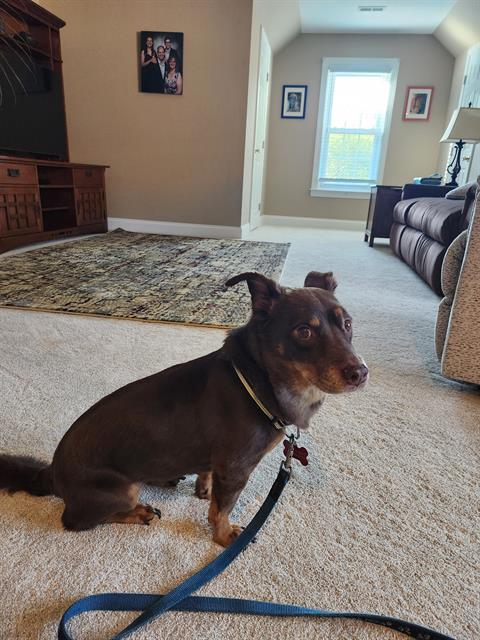 Shelter Stray Female Dog last seen CHARLOTTE, 8315 Byrum Dr, Charlotte, NC 28217, USA