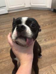 Reunited Female Dog last seen Near Lancaster ln, Newport News, VA 23602