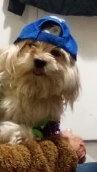Reunited Male Dog last seen ,95 st 118 ave, Edmonton, AB 