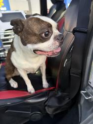 Found/Stray Male Dog last seen Walmart 37th Street, Topeka, KS 66611