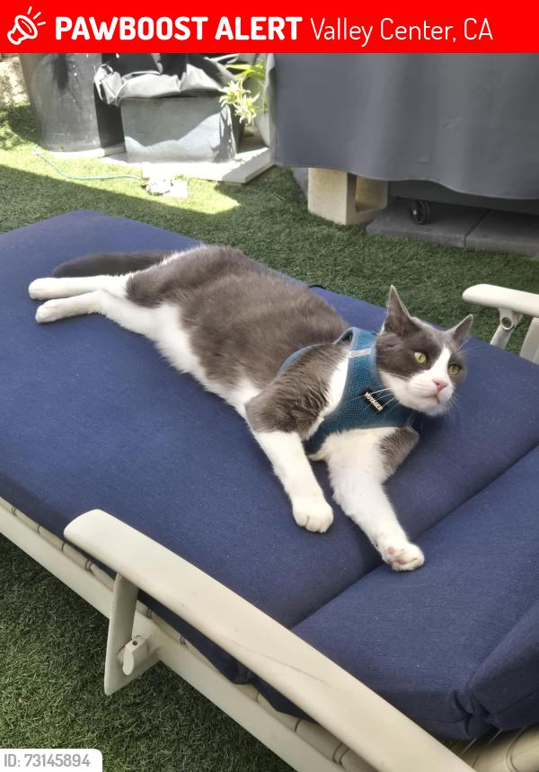 Lost Male Cat last seen Hideaway Mobile Home ests, Valley Center, CA 92082