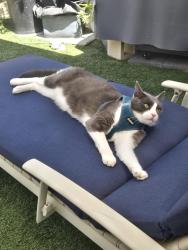 Lost Male Cat last seen Hideaway Mobile Home ests, Valley Center, CA 92082