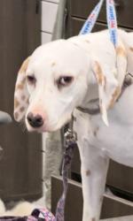 Reunited Female Dog last seen Near 39th Ave NW, Naples, FL 34120, USA, Naples, FL 34120