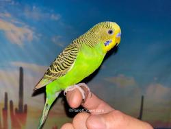 Found/Stray Unknown Bird last seen Near University Avenue West, Saint Paul, MN 55114