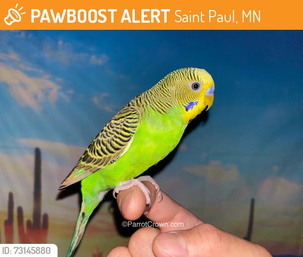 Found/Stray Unknown Bird last seen Near University Avenue West, Saint Paul, MN 55114