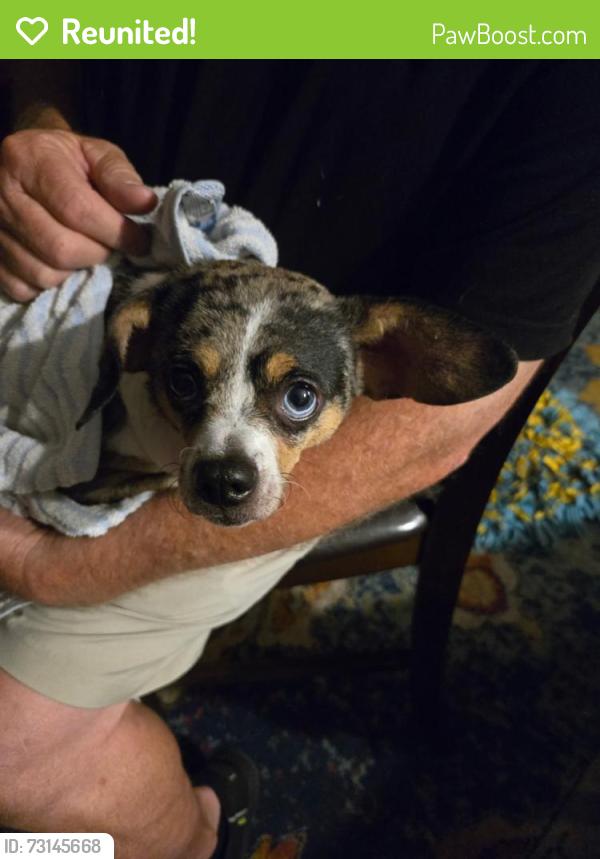 Reunited Male Dog last seen Dairy & Hall Rd, Melbourne, FL 32901