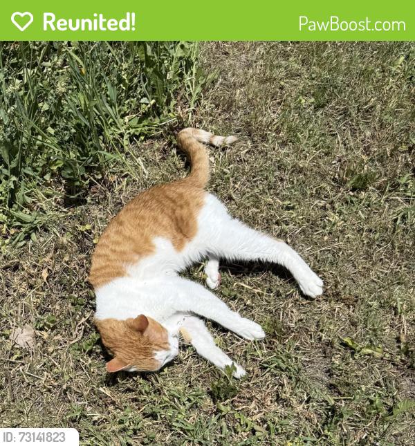 Reunited Male Cat last seen Fowler Avenue & Bel Mar Drive, Ogden, UT 84403